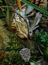 Keltischer Anhänger "Myrddin" Bild 4