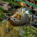 Ohrring "Vogelklaue" Bild 3
