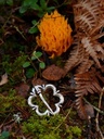 Mittelgroße Fürspange Bild 4