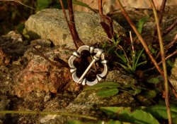 Fürspan von Fuchsenhof Bild 3
