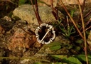 Fürspan von Fuchsenhof Bild 3