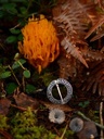 Fürspange mit Schriftzug Bild 4