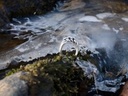 Wikinger-Ring "Wolin" Bild 4