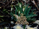 Ketten-Verteilerplatte aus Lettland Bild 3