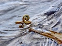 Keltischer Ring "Schweif" Bild 3
