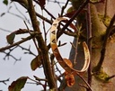 Wikinger-Armreif - für kräftige Arme Bild 4
