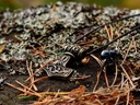 Thorshammer Ödeshög - groß Bild 3