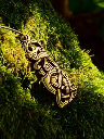 Wikinger Anhänger 'Midgardschlange, groß' - Accessoire, Schmuck für Mittelalter, LARP und Alltag
