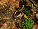 Wikinger-Ring 'Falster' 2