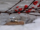 Wikinger-Ring 'Wolf' 2