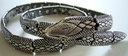 Silver-Snake