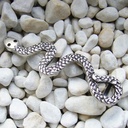 BOA, Koppelschließe, Schlange, 2cm, silberfarben, Schnalle
