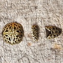 Schließen-Set HIBERNIA,keltisch,messingfarben, für 4cm Riemen